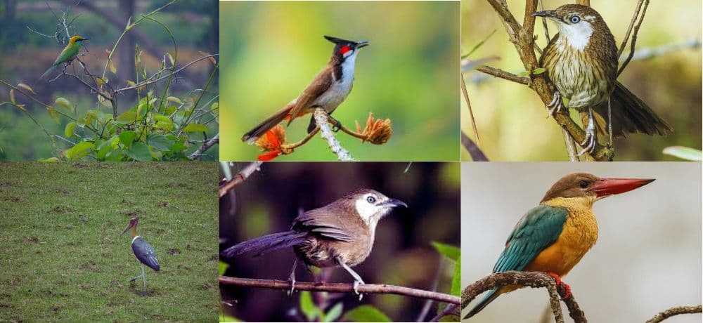 Bird Watching in Nepal