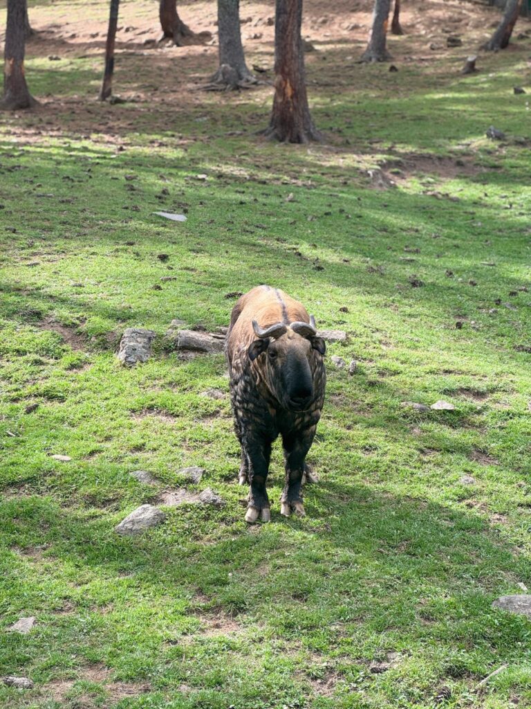 “The Golden Guardian: A Takin’s Tale”