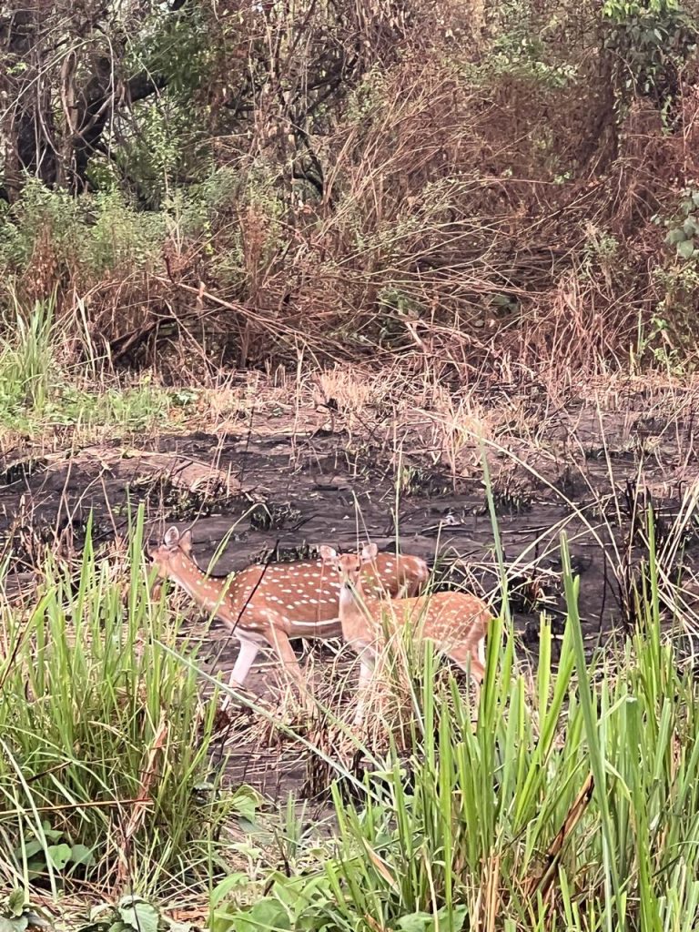 3 Days in the Chitwan National Park: Our Story of Jungle Safari in Nepal