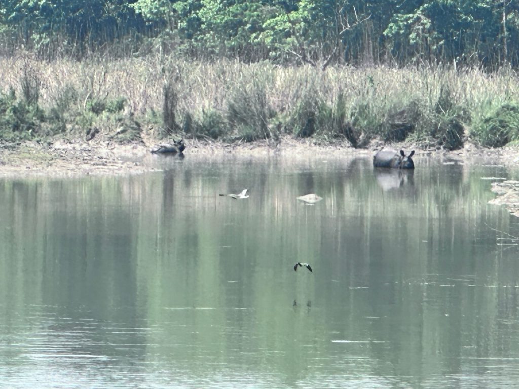 3 Days in the Chitwan National Park: Our Story of Jungle Safari in Nepal
