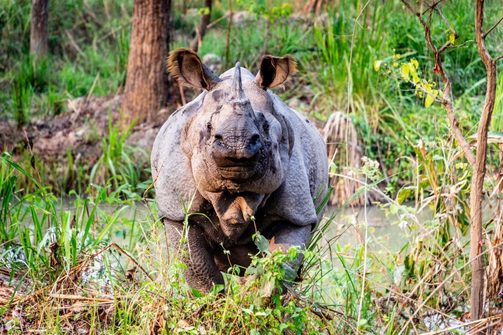 3 Days in the Chitwan National Park: Our Story of Jungle Safari in Nepal