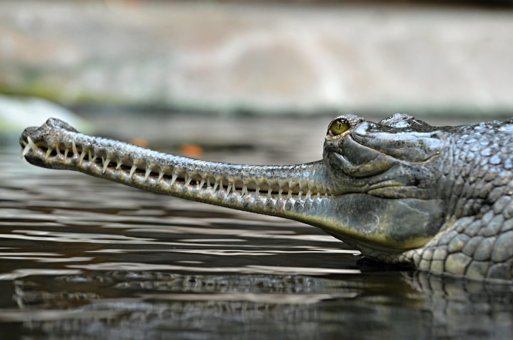 3 Days in the Chitwan National Park: Our Story of Jungle Safari in Nepal